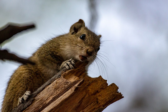 squirrel eating nut