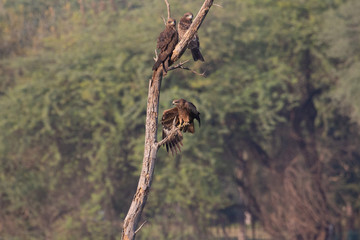 Black Kites