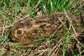Junger Feldhase zur Osterzeit in einer Grasmulde sitzend