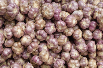 Sorted bunch of garlics closeup