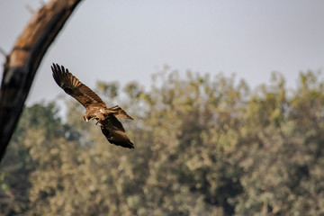 Black Kites