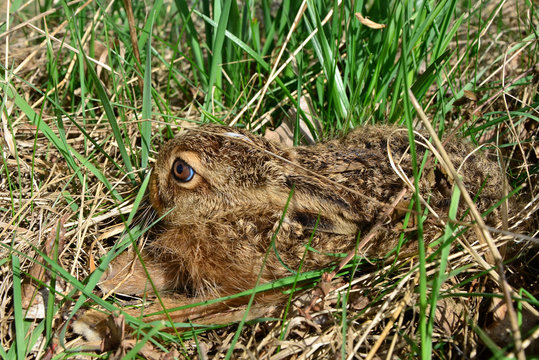 Junger Feldhase zur Osterzeit in einer Grasmulde sitzend