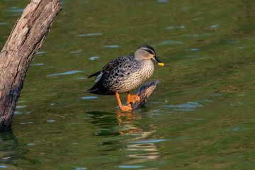 Indian Spot Billed Ducks