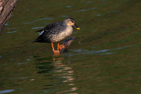 Indian Spot Billed Ducks