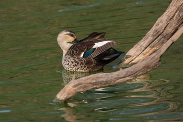 Indian Spot Billed Ducks