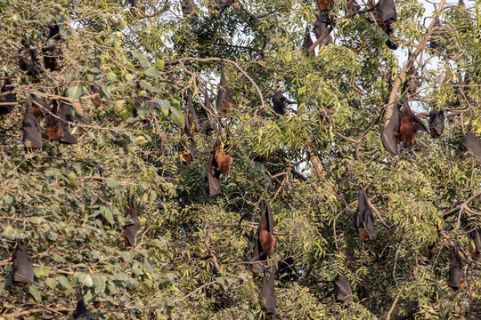 Flying foxes