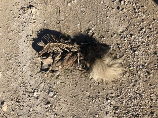 skunk carcass with tail attached