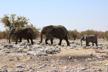 Elefanten laufen