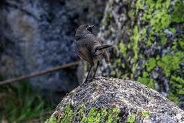 Himalayan Birdie