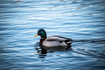Obraz premium duck on the water