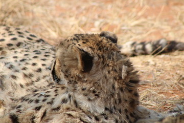 Gepard