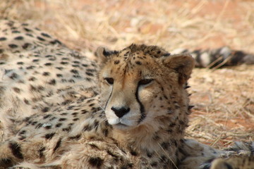 Gepard