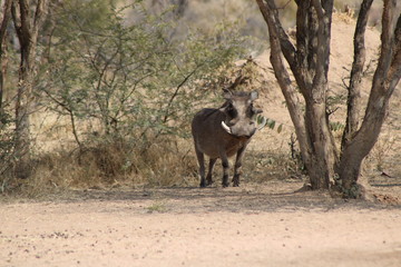 Warzenschwein