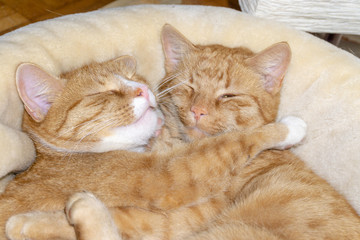 2 rote Katzen liegen im Körbchen und schmusen