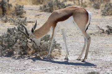 Antilope beim essen