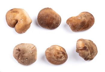Set of shiitake mushrooms