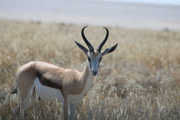 Antilope