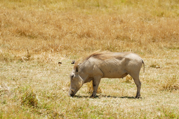 Warzenschwein in der Serengeti