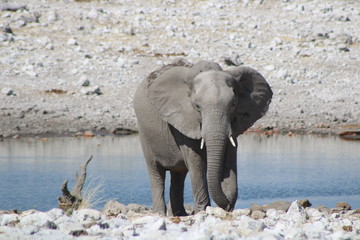 Elefant