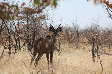 Naklejka premium Antilope