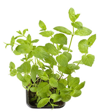 Mint aroma plant in soil