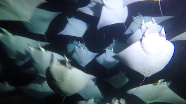  Mexico. Sea of Cortez.Exciting night diving with flocks of sea rays mobula.