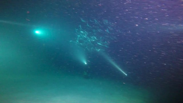  Mexico. Sea of Cortez.Exciting night diving with flocks of sea rays mobula.