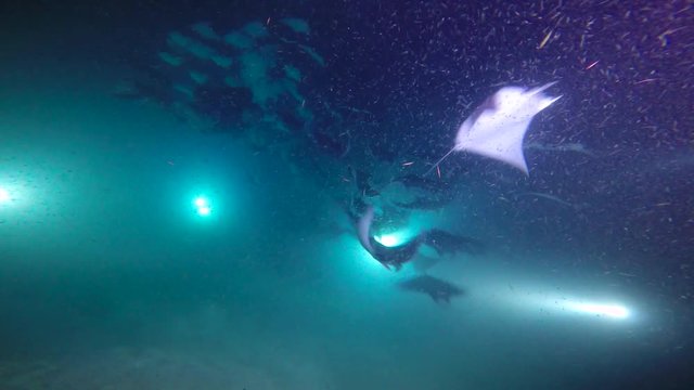  Mexico. Sea of Cortez.Exciting night diving with flocks of sea rays mobula.