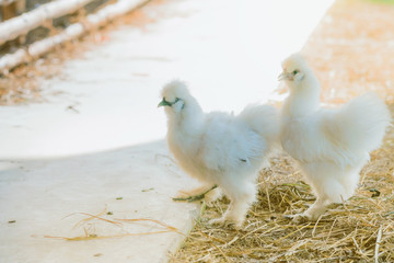 A couple Silkie hens walk and finding food.