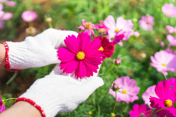 Gardeners are working in the flower garden.