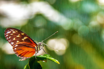 A beautiful orange and brown butterfly with a lot of waterdrops on a leaf on a rainy day