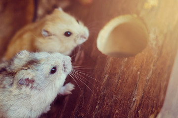 Robo dwarf hamster eating chewing food from bowl in cage