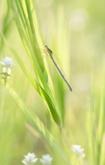 Damselfly perched on grass