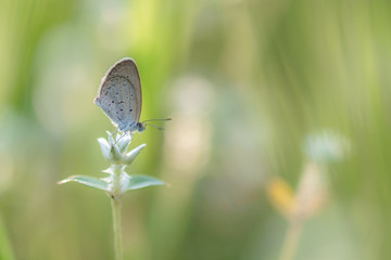 Gray butterfly perching on a tiny flower
