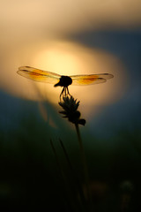 Dragon fly perch on flower