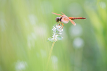 Dragon fly perch on flower