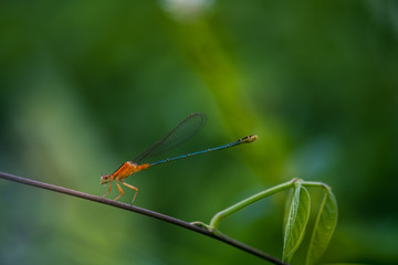 Damselfly perched on twig