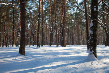Snowy landscape of pine trees in sparse forest