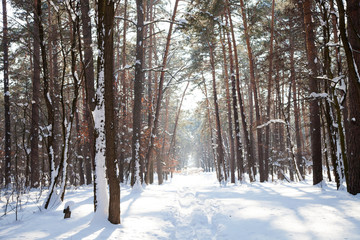 Landscape image of winter forest covered with snow