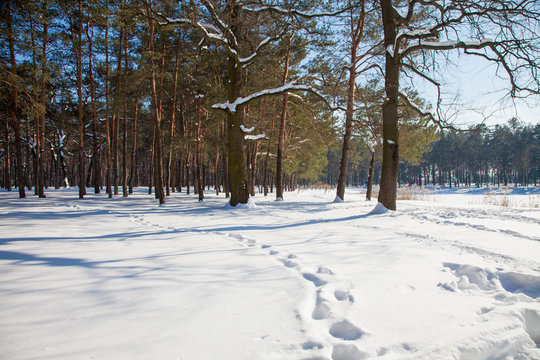 Horizontal photo of snowy forest at daytime