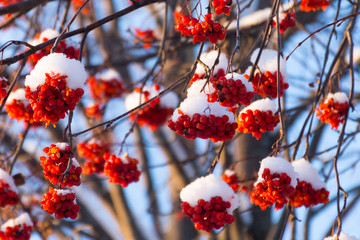 Mountain ash on a tree in winter time
