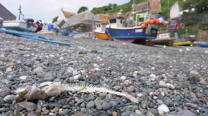 A dead fish on the beach at Cadgwith Cove in Cornwall, England.