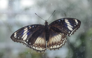 *Schmetterling*