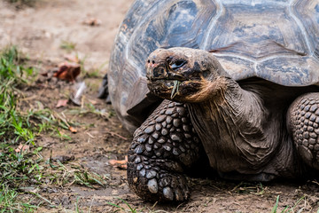 Tortue géante des seychelles