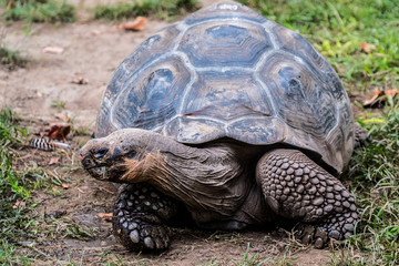 Tortue géante des seychelles