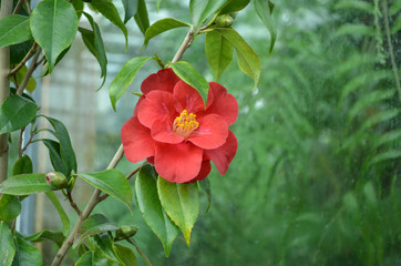 *traumhafte rote tropische Blüte - Botanik*