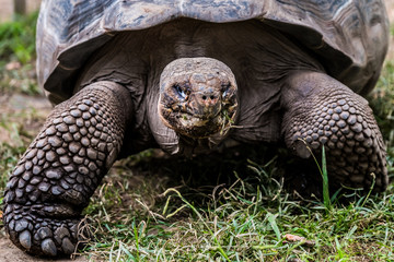 Tortue g&eacute;ante des seychelles