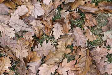 Grass oak leaves ground earth soil winter fall close up