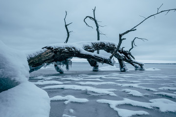 tree in winter