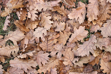 Grass oak leaves ground earth soil winter fall close up